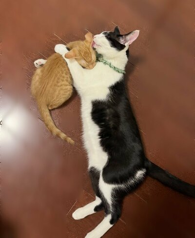 茶トラちゃんが家に来た日