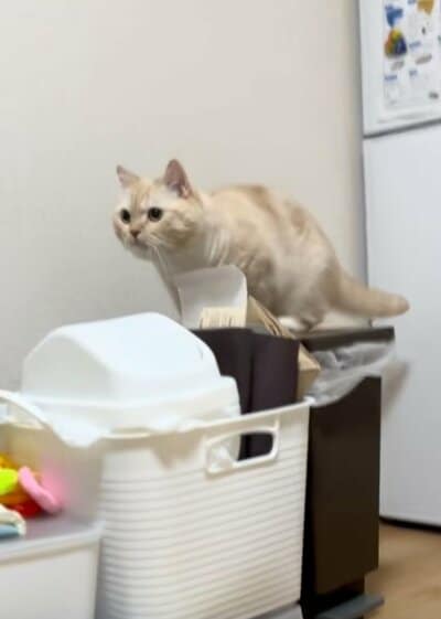 投稿の画像
