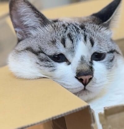ふっくらとした頬が可愛い猫