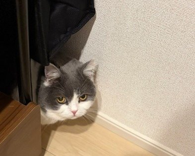 「何騒いでるの？」と言わんばかりの表情