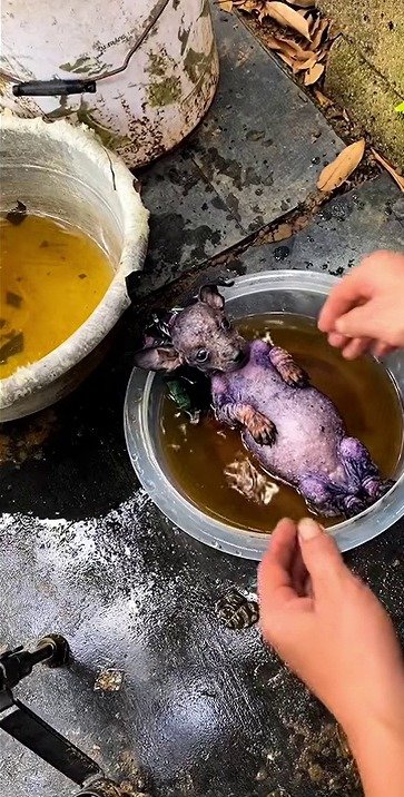 保護され、治療を受け始めた頃の様子