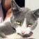  路上に放置された「尻尾を怪我した猫」　回復していく姿に反響