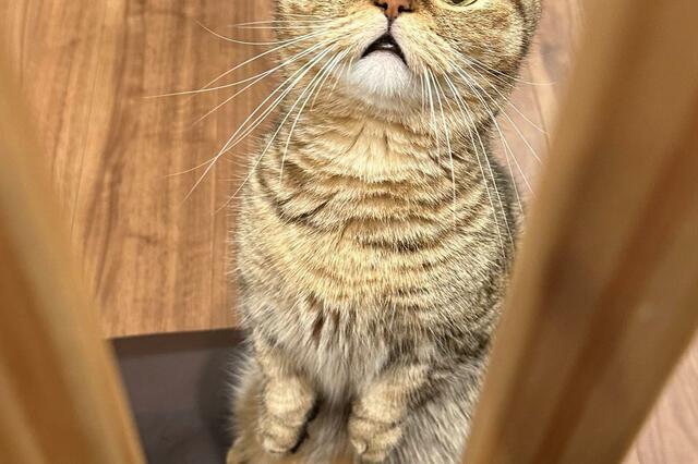 見つかってしまった猫さん「火曜サスペンス風」の表情にホッコリ