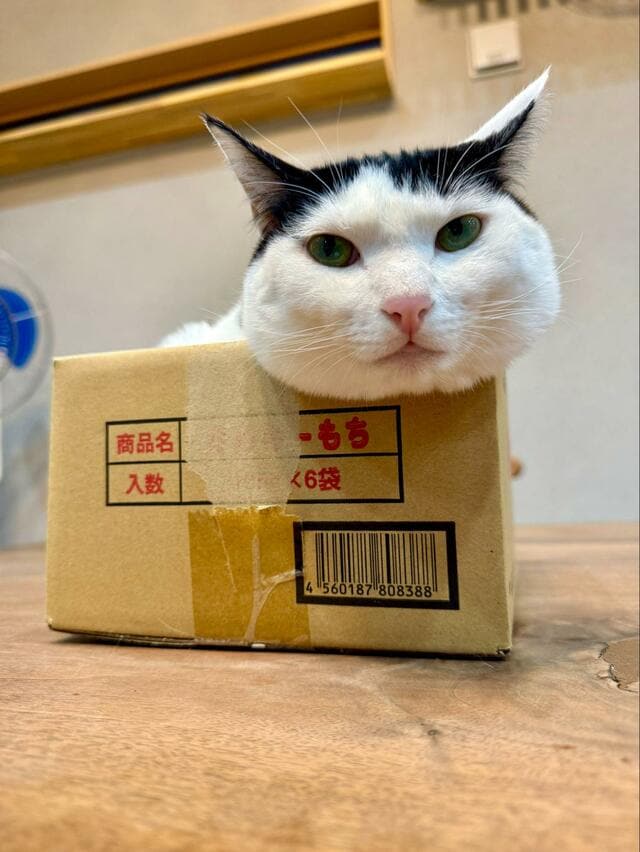 「換毛期に入りましたが」猫を横から見ると…思わず見惚れる光景が話題に