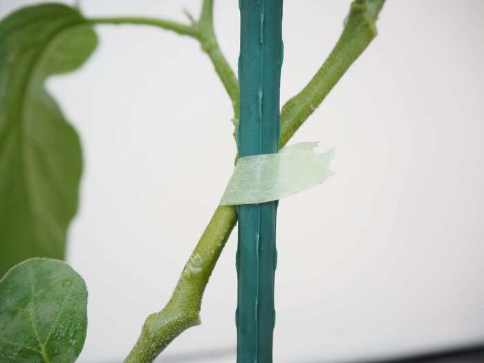 園芸誘引テープを使って支柱と結束してみました