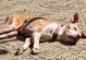 ひどく痩せ細り、自力で立ち上がれない犬を救助 神経症状がみられ原因特定のための検査が継続…応援の声集まる
