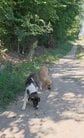 「カルディツァの動物たちを見守る、いつもと変わらない一日」路上の犬や猫に食事を届ける投稿に「まさにヒーロー」の声