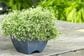 「たった3苗」で完成！〈初夏の寄せ植え〉で玄関先に涼感をプラス。暑さにも強く半日陰でもOKな花の組み合わせ。華やか＆センス良し