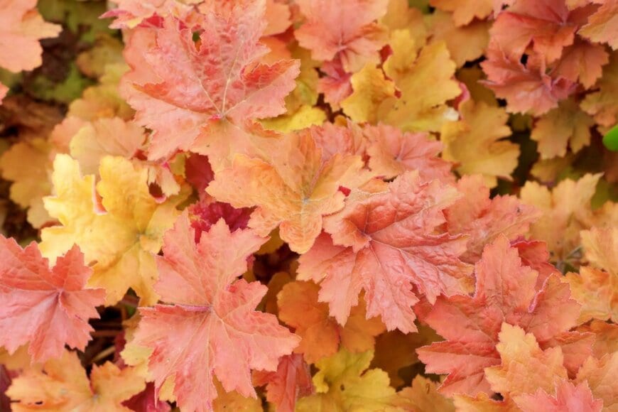 Dafinka/shutterstock.com