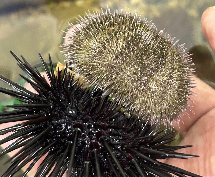 出所：@urchin_lab