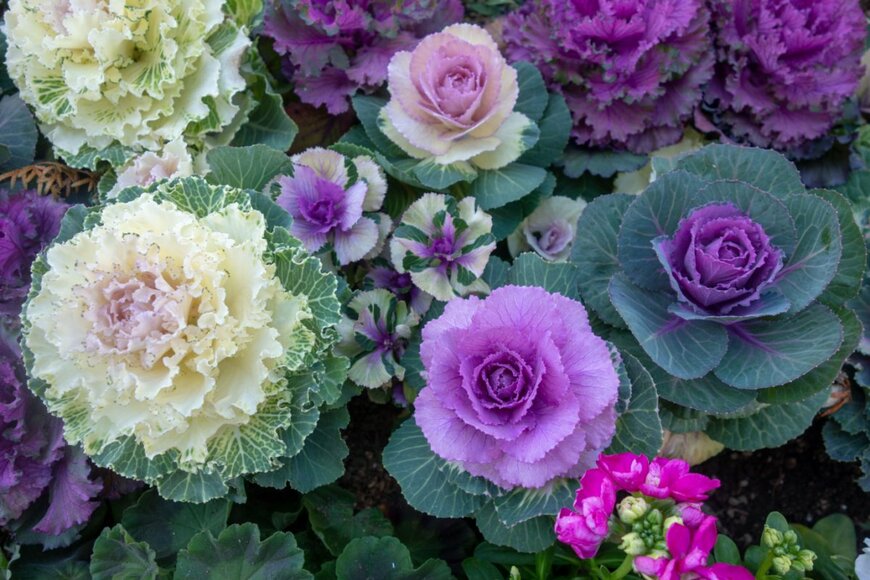 Aoi190/shutterstock.com