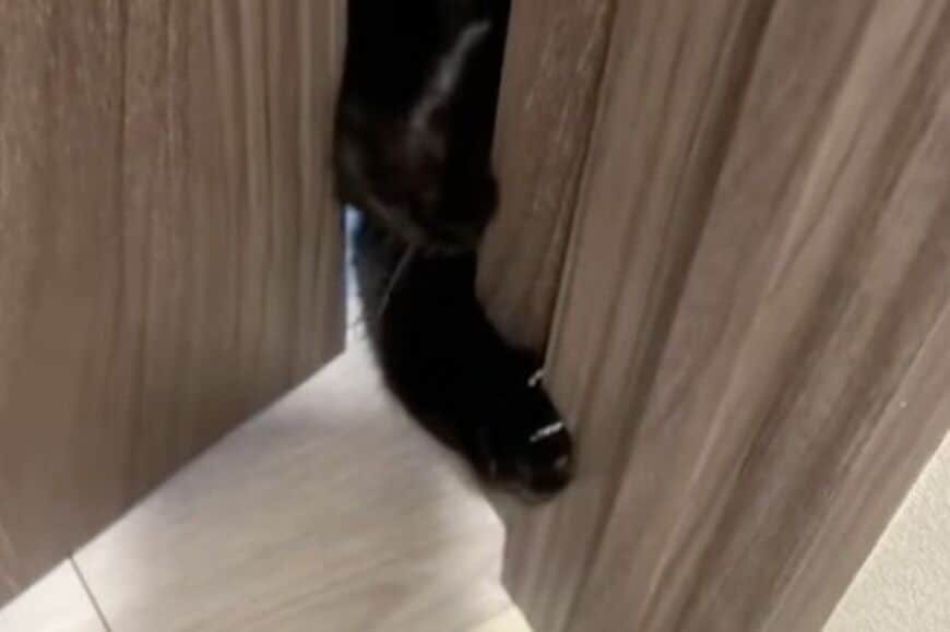 「絶対に入りたい」ドアの隙間に体をねじ込む猫ちゃん　「猫は液体」を体現するスタイルに反響