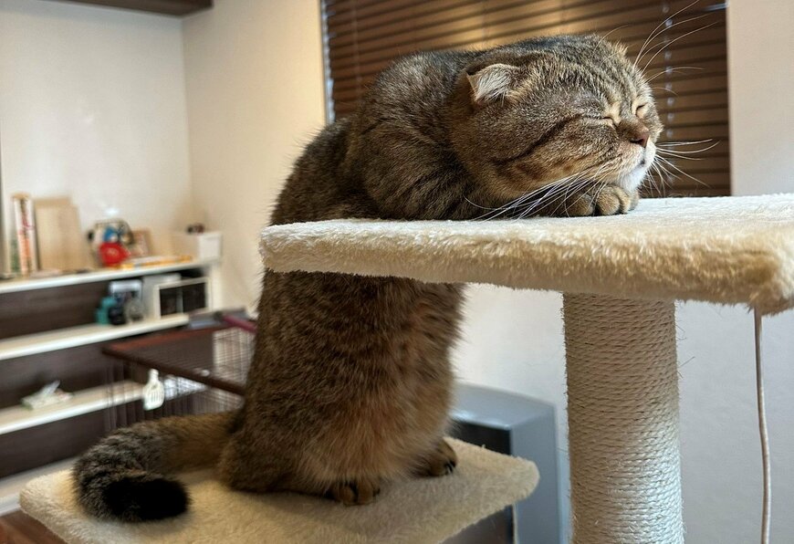 出所：@ponpokopontanu