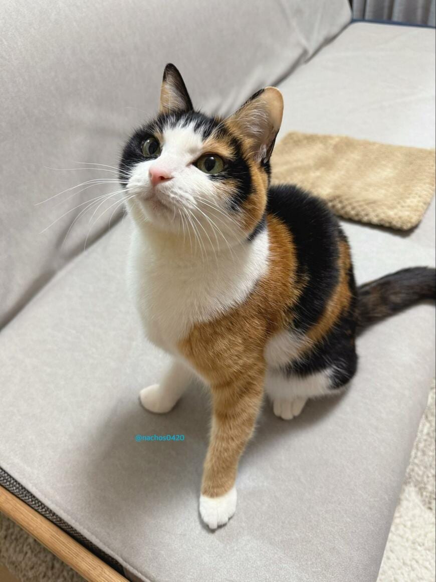 「愛らしい見た目の美人猫」が寝ていると思ったら→寝ていたことを感じさせない行動に癒される人続出