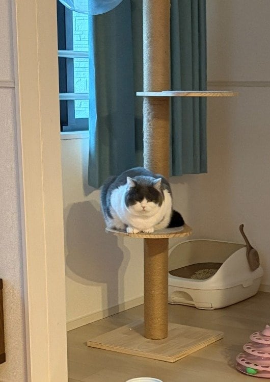 出所：@brimochi222