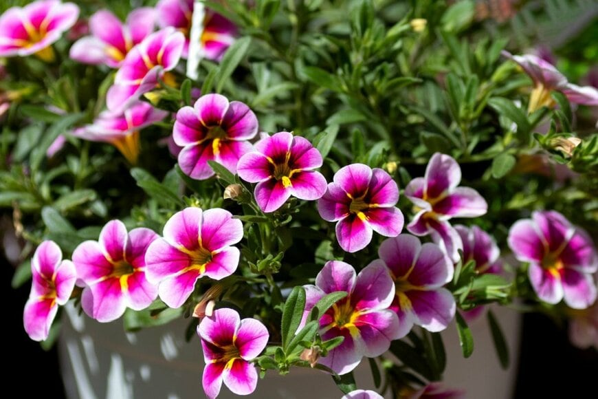 Dina Rogatnykh/shutterstock.com