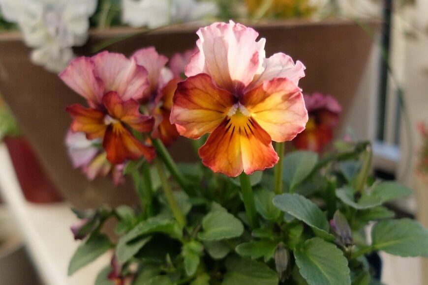 LIMOガーデニング部撮影／ビオラ ヌーヴェル ヴァーグ