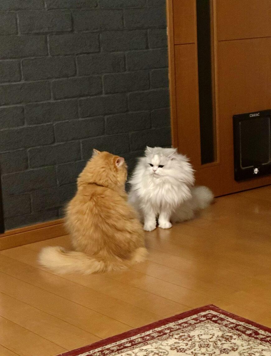 出所：@NEKOLAND13