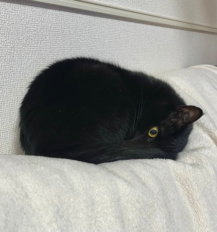 出所：＠Teagle_Noir