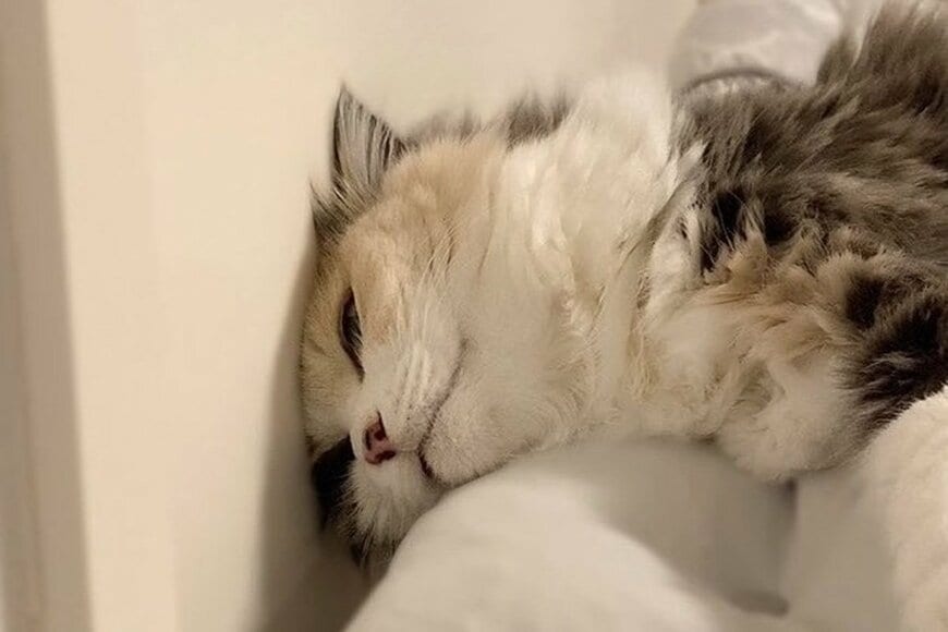自宅の「ある場所」が大好きな猫ちゃん　うっとりする様子がかわいすぎる…