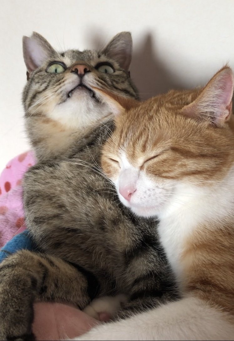 出所：@mero627puri914