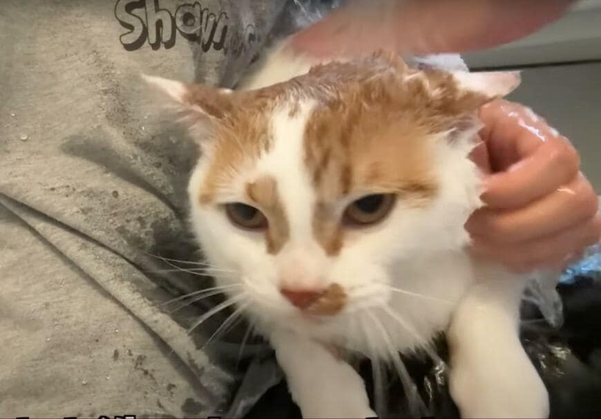 シャンプーが苦手な猫ちゃんが怪獣化？　「頑張ってやり切った」お顔が愛くるしい