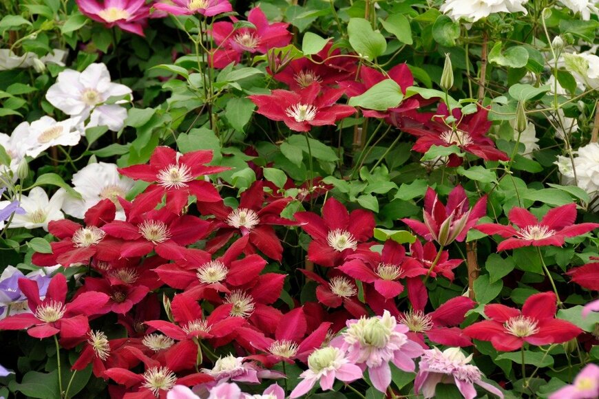 Clematis/istockphoto.com