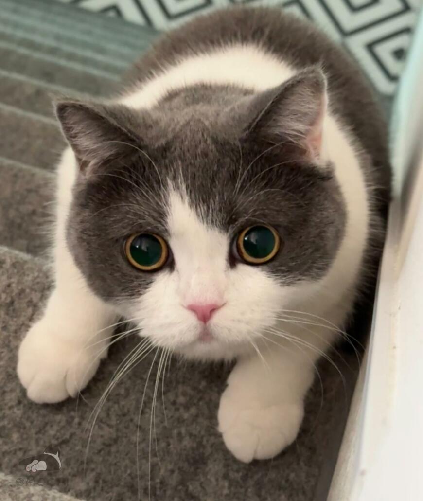 出所：@omochiomoching