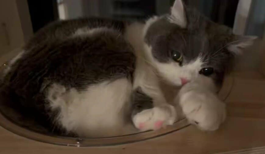 【貸切露天風呂入浴中？】透明ボウルにすっぽり収まる猫→仰向けで無防備にくつろぐ姿に癒やされる