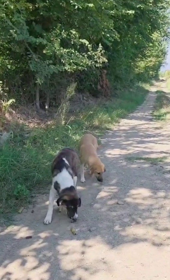 「カルディツァの動物たちを見守る、いつもと変わらない一日」路上の犬や猫に食事を届ける投稿に「まさにヒーロー」の声