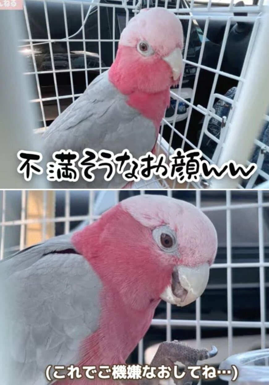 出所：@anz_omomiri