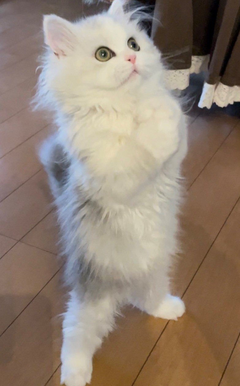 出所：@NEKOLAND13