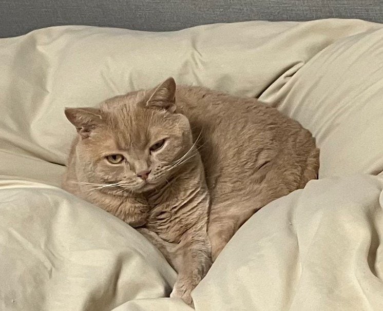 出所：@TsunaIsCat