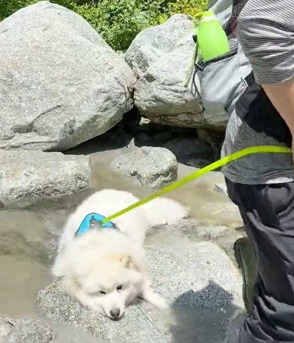 出所：@samoedsoran