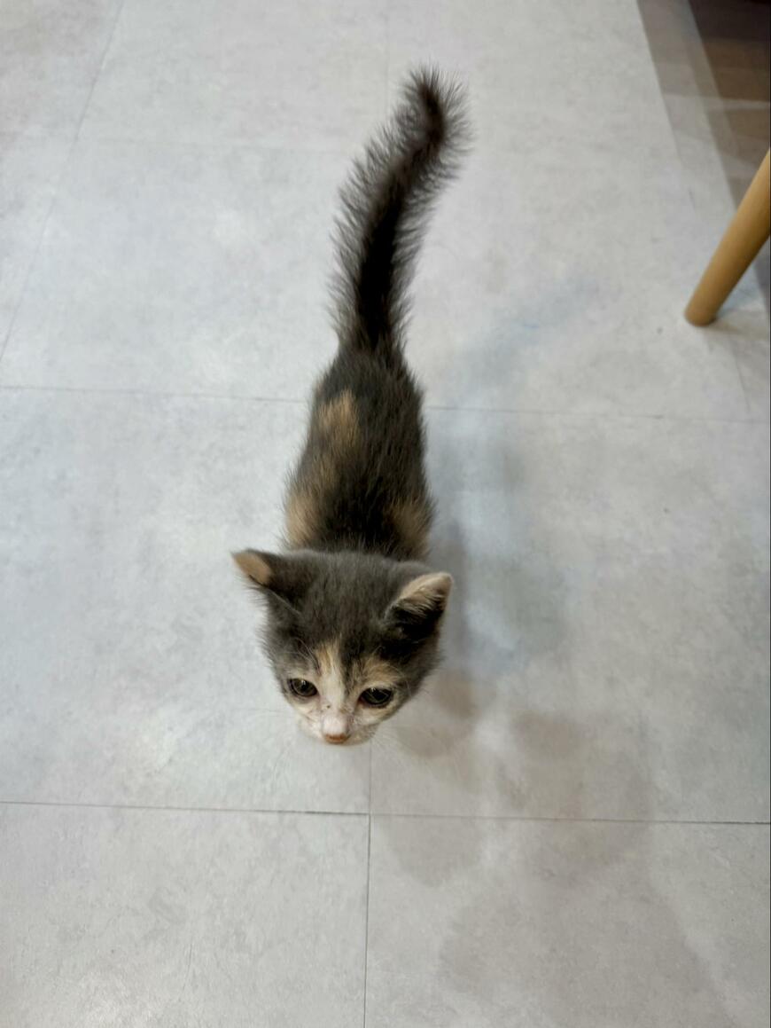 【感動】元気がなかった元保護猫の子猫ちゃん時代が話題！回復したきっかけは“先住猫”だった