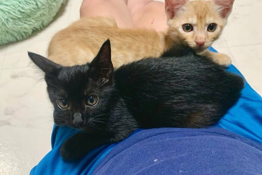 【赤ちゃん時代→成猫】2匹の「甘え方」にキュンとしてしまう　時間による変化に思わずほっこり