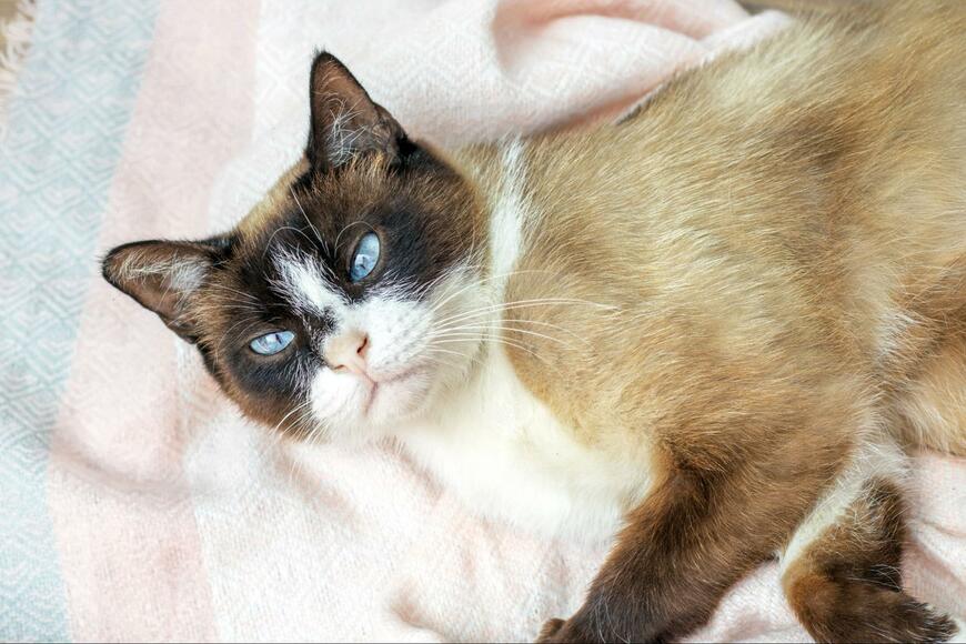 部屋でくつろぐ「猫の足」に強烈な違和感　三度見レベルの不思議な状態に「生成AIのバグかと」