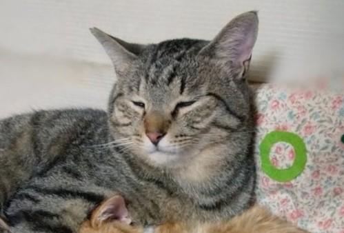 出所：@mero627puri914