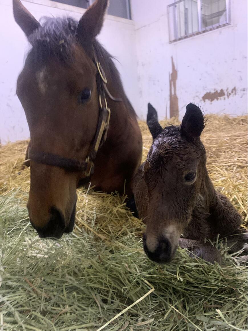 出所：@shirai_farm