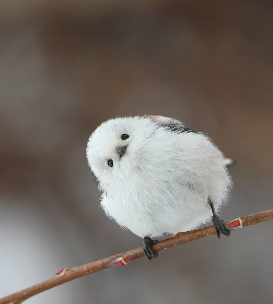 出所：@daily_simaenaga