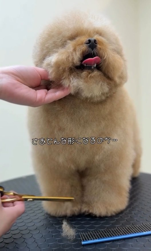 出所:misaki(@dogsalon_ma_cherie)