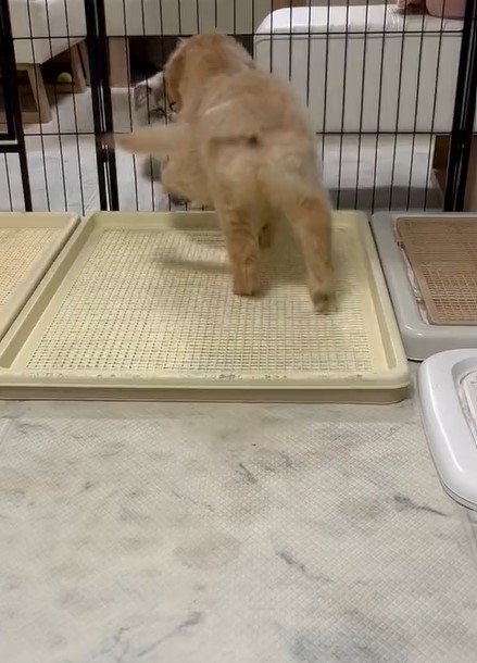 出所：@pu_channeldesu