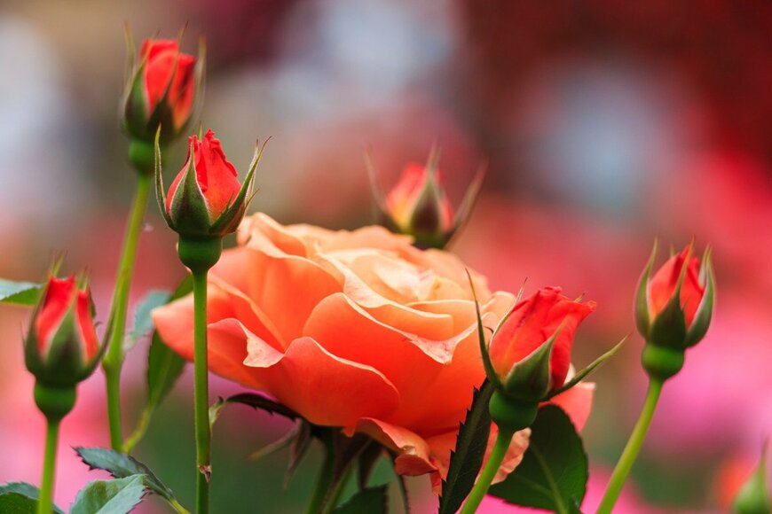 Wako Megumi/istockphoto.com