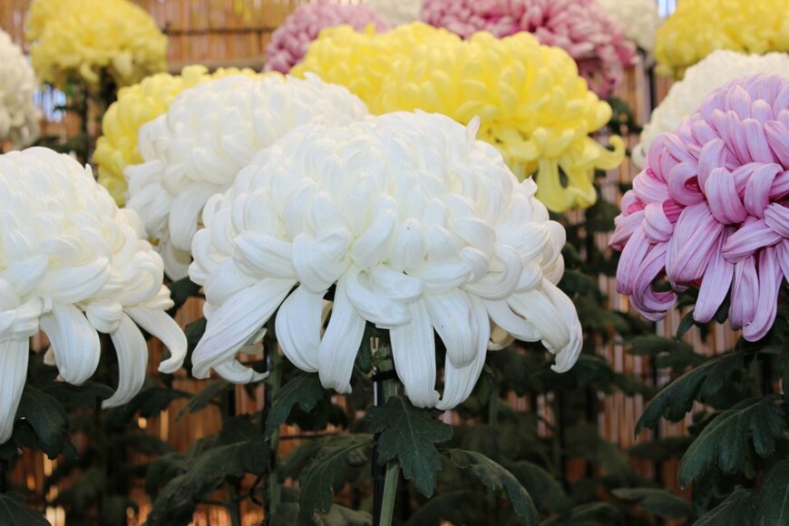 ken41/shutterstock.com