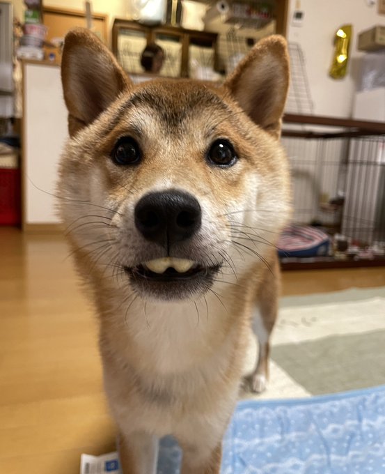 面白い顔選手権開催！顔の表情が豊かな柴犬が「笑いが止まらない」と話題