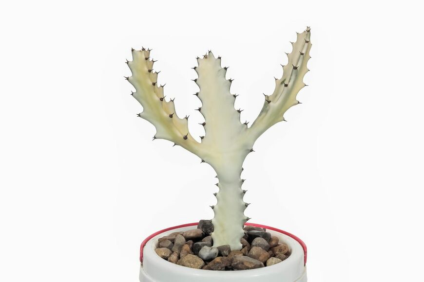 Yuttana Joe/shutterstock.com