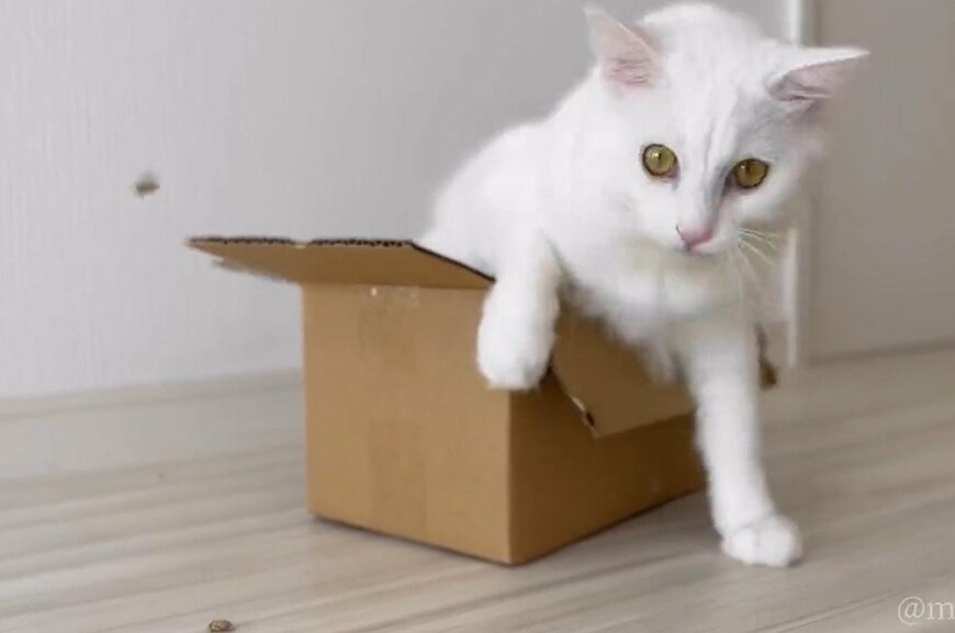 出所：@meltube_cat