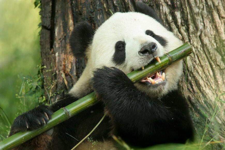 上野動物園の事前予約が不要に！パンダ母子の観覧はどうなるか