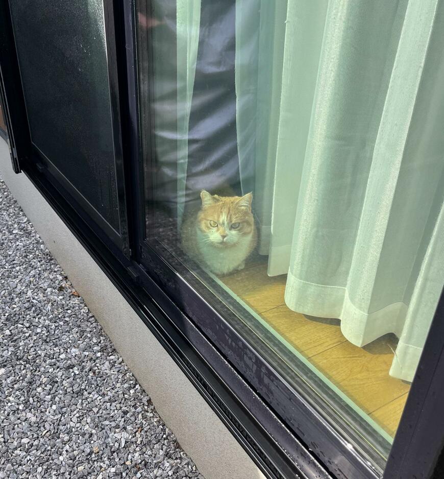 窓から飼い主を出迎える猫さん　「厳しい眼差し」が面白かわいい