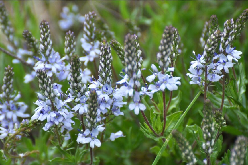 【初夏のガーデニング】庭を涼しげに演出する草花オススメ7選！爽やかで清楚なブルー、ホワイトの花々